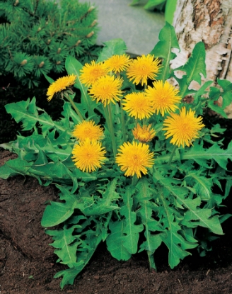 Picture of Dandelion Pissenlit